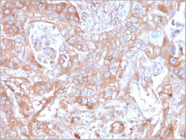 product-image-AAA23927_IHC4.jpg