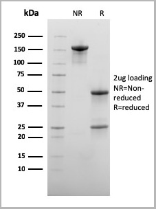 product-image-AAA23928_SDS_PAGE6.jpg