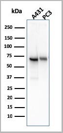 product-image-AAA23928_WB9.jpg