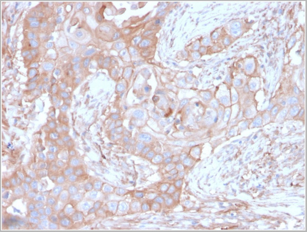 product-image-AAA23929_IHC5.jpg