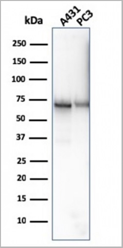 product-image-AAA23929_WB7.jpg