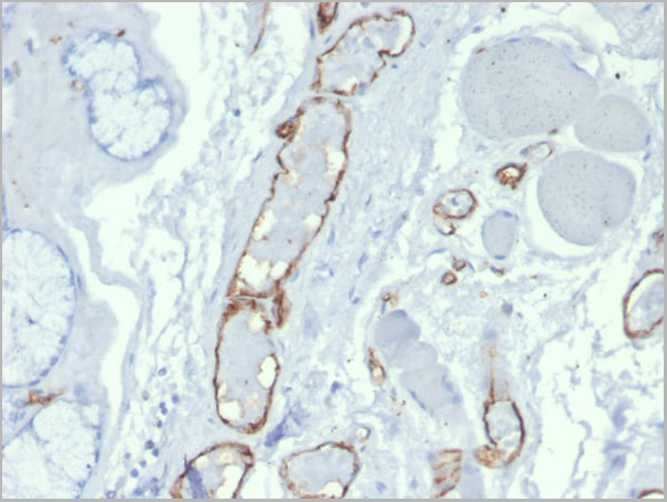 product-image-AAA23931_IHC4.jpg