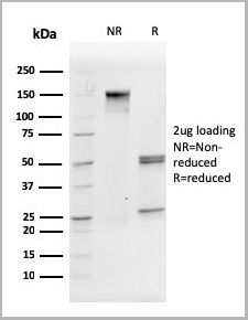 product-image-AAA23931_SDS_PAGE7.jpg
