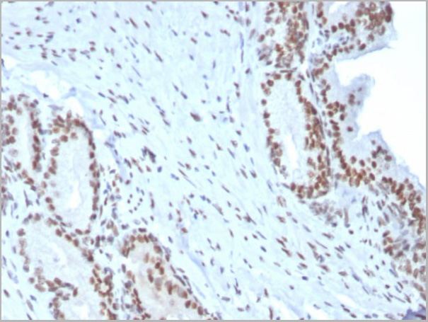 product-image-AAA23935_IHC3.jpg