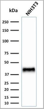 product-image-AAA23935_WB4.jpg
