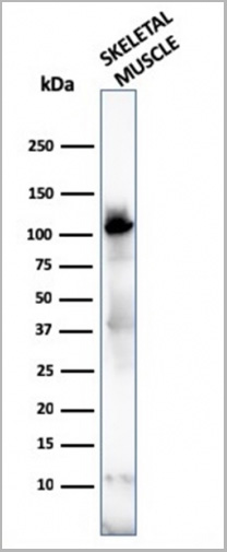 product-image-AAA23941_WB5.jpg