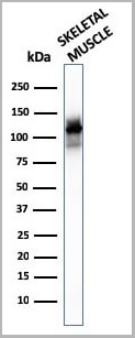 product-image-AAA23942_WB5.jpg