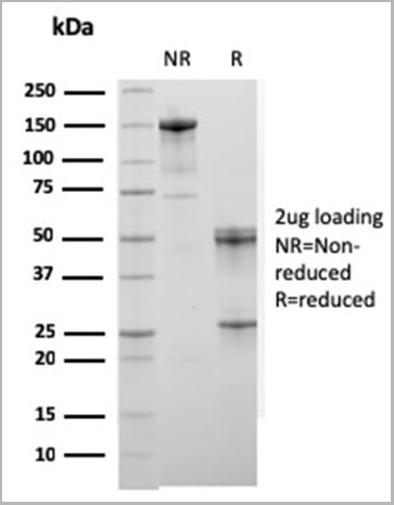 product-image-AAA23943_SDS_PAGE4.jpg