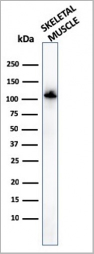 product-image-AAA23943_WB5.jpg