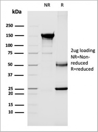 product-image-AAA23948_SDS_PAGE3.jpg