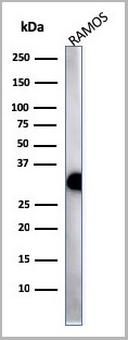 product-image-AAA23950_WB5.jpg