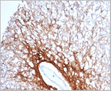 product-image-AAA23955_IHC2.jpg