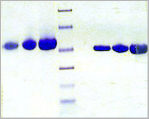 product-image-AAA24002_SDS_PAGE.jpg