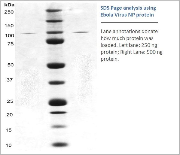 product-image-AAA24009_SDS_PAGE.png