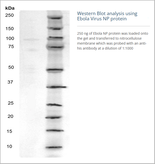 product-image-AAA24009_WB2.png