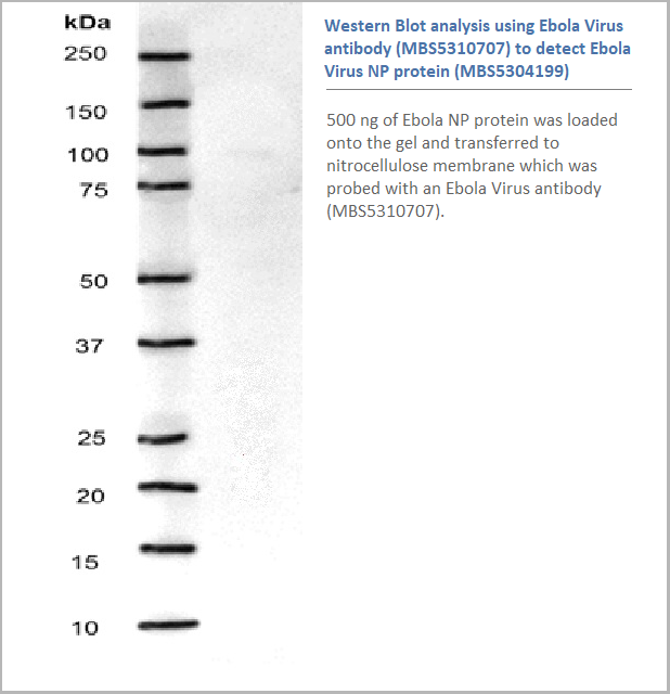 product-image-AAA24009_WB3.png
