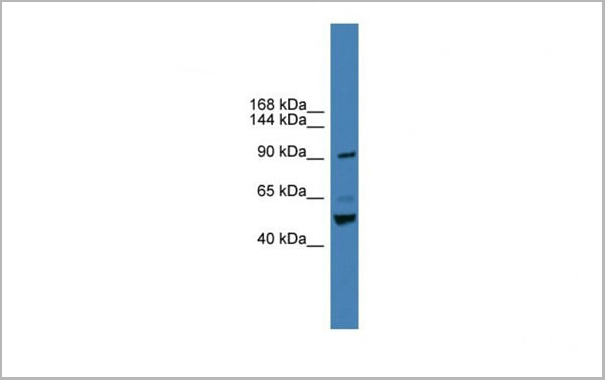 product-image-AAA24028_WB4.jpg