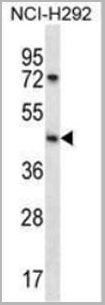 product-image-AAA24046_WB.jpg