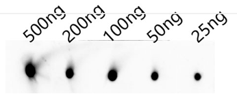 product-image-AAA244161_DB.png