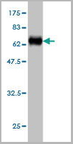 product-image-AAA25601_WB.jpg