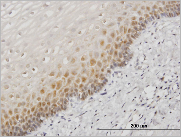 product-image-AAA26112_IHC3.jpg