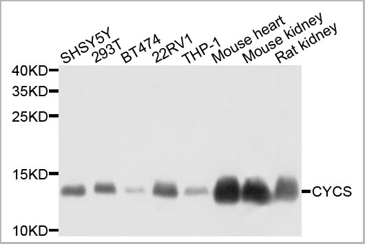 product-image-AAA26881_WB.jpg