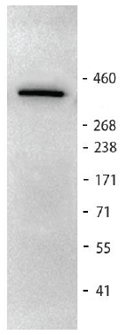 product-image-AAA269021_WB.png