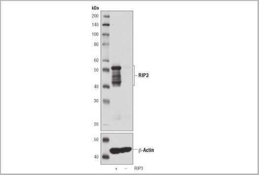 product-image-AAA26908_WB3.jpg