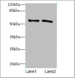 product-image-AAA26912_WB.jpg