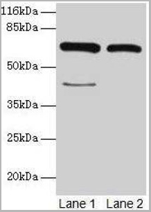 product-image-AAA26913_WB.jpg