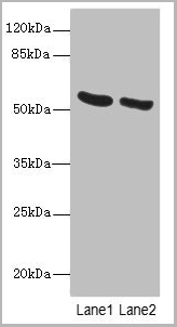 product-image-AAA26917_WB.jpg