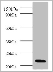 product-image-AAA26919_WB.jpg