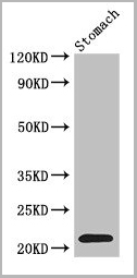 product-image-AAA26919_WB3.jpg