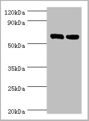 product-image-AAA26920_WB.jpg