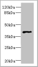 product-image-AAA26923_WB.jpg