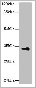 product-image-AAA26927_WB.jpg