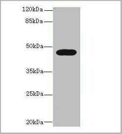 product-image-AAA26930_WB.jpg