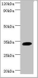 product-image-AAA26935_WB.jpg