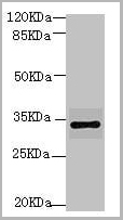 product-image-AAA26935_WB2.jpg