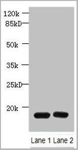 product-image-AAA26936_WB.jpg