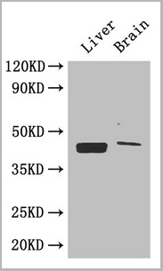 product-image-AAA26937_WB2.jpg