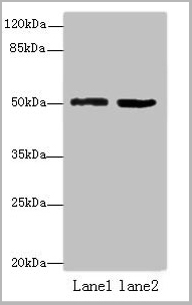 product-image-AAA26942_WB.jpg