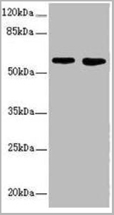 product-image-AAA26950_WB.jpg