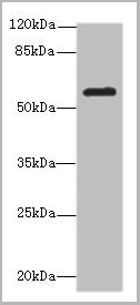 product-image-AAA26951_WB.jpg