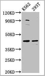 product-image-AAA26952_WB.jpg