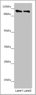 product-image-AAA26953_WB.jpg