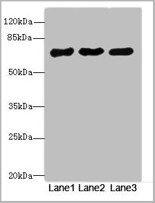 product-image-AAA26955_WB.jpg