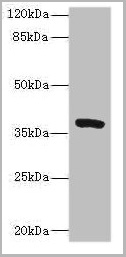product-image-AAA26957_WB.jpg