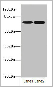 product-image-AAA26959_WB.jpg