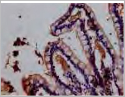 product-image-AAA26960_IHC2.jpg